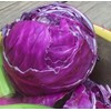 Cabbage Red Acre Great Heirloom Vegetable by Seed Kingdom 700 Seeds