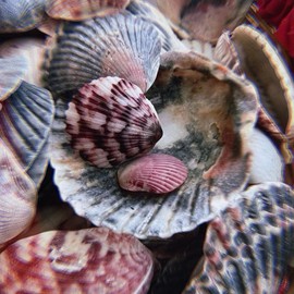 Handpicked Atlantic Calico Scallop Seashell Lot, Ocean Witch Tools, Sea Witch Tools, Beach Witchcraft, Healing Spells, Self Love Spell - Colour: small