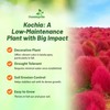 Outsidepride Kochia Trichophylla Burning Bush Seeds - 5000 Count (Vibrant