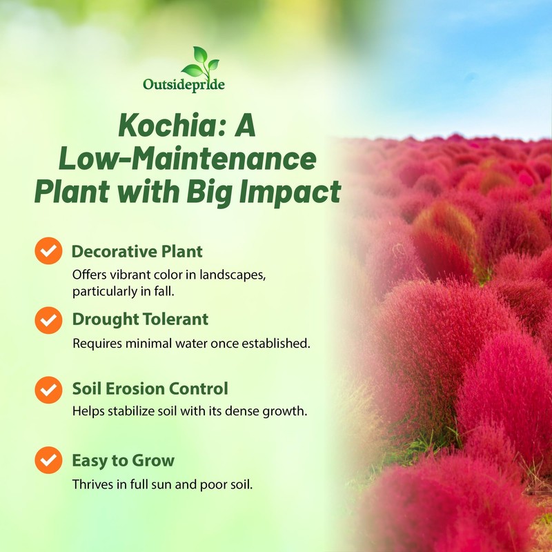 Outsidepride Kochia Trichophylla Burning Bush Seeds - 5000 Count (Vibrant