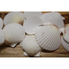 90 - Natural White Gulf Scallop Seashells, Craft Shells for DIY Projects, 2-3 Inch, Large Size, Beach Wedding Decor, Sailors Valentines, Beach Art, SS-584