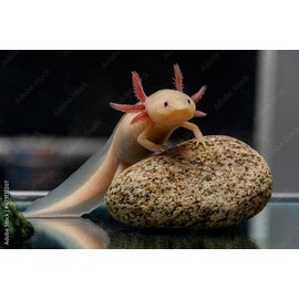 AQUATICBLENDEDFOODS Axolotl Food Soft Moist Sinking Pellets for Axolotls,5/32" 4.0mm Rangen Salmon Sinking Soft Pellets with Squid,Shrimp & Spirulina A5R Bulk Sizes (2LB)