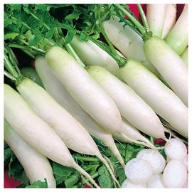 Everwilde Farms - 1 Lb Japanese Minowase Radish Seeds - Gold Vault