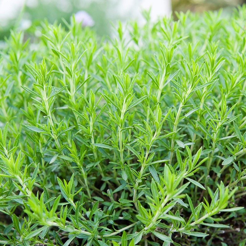 Outsidepride Tarragon - 5000 Seeds