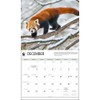 Calendar Ink, Red Pandas WWF 2025 Wall Calendar