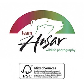 "Chocolate Mint" Chocolate Lab - Boxed Christmas Cards - 5 5/8 x 7 3/8 Inches - 15 Heavyweight Cards and 16 Envelopes