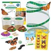 Insect Lore Butterfly Garden Kit with Live Caterpillars – Grow