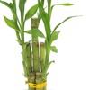 Arcadia Garden Products LV27 5-Stem Lucky Bamboo, Live Indoor Plant