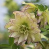 Rare Hellebore Collection.3 Healthy Pink Hellebore Plants.