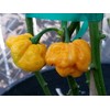 Foodarama Yellow Scotch Bonnet Pepper 10+ Seeds