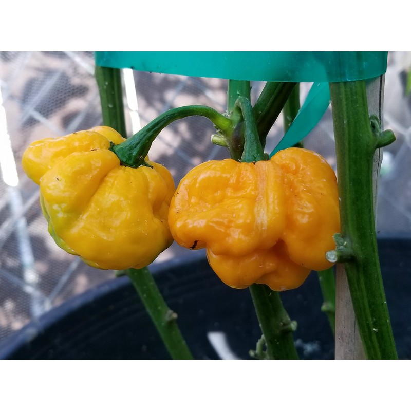 Foodarama Yellow Scotch Bonnet Pepper 10+ Seeds