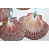 Pack of 50 Mexian Flats Seashells 2 3/4" - 3