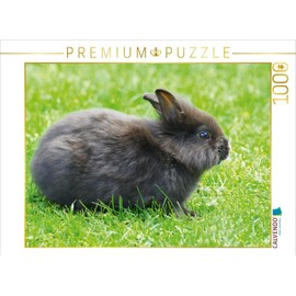 CALVENDO Puzzle Black Dwarf Rabbit 1000 Pieces 64 x 48 cm from Kattobello