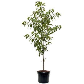 American Plant Exchange Cherry Tree 'Rainier Sweet' – Live Fruit-Bearing Plant, 7-Gallon Pot, Cold Hardy, Sweet Edible Cherries for Outdoor Orchards and Landscapes