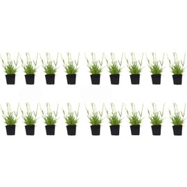 Findlavender Lavender x Intermedia Phenomenal ( 4" Size Pots, Bee Friendly, Evergreen, 18 Live Plants)