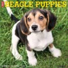 Willow Creek Press, Just Beagle Puppies 2026 Wall Calendar, 12''