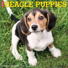 Willow Creek Press, Just Beagle Puppies 2026 Wall Calendar, 12'' X 12'', 18-Month Calendar with Stapled Binding