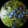 Living Libations Juniper Berry Essential Oil, 30ml