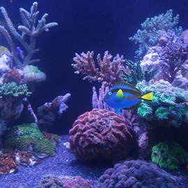 Petta Aquarium Decor,Floating Glow in The Dark Blue Tang Ornament Decoration for Aquarium Fish Tank