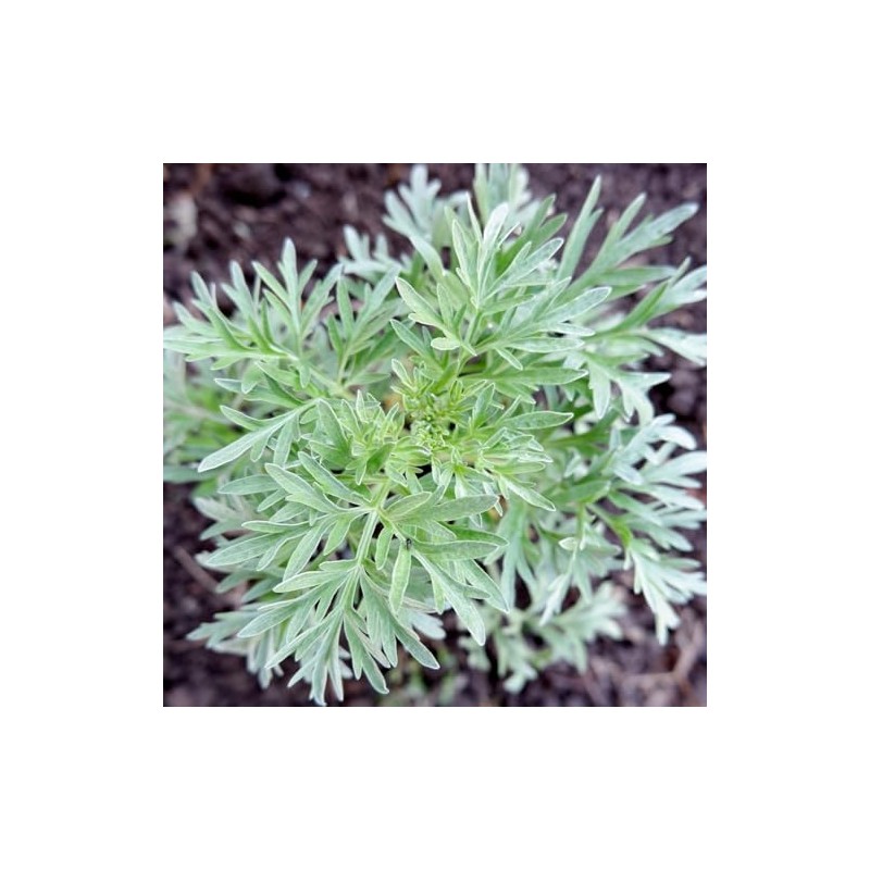 PREMIER SEEDS DIRECT - HERB Seeds - Wormwood - Artemisia
