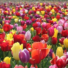 Tulip Bulbs - Landscaper Mix - Bag of 100, Mixed