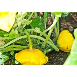 Southeast Seeds Yellow Bush Scallop Summer Squash Seeds, NON-GMO, Golden Custard, FREE SHIPPING - 40 Seeds or 1/8 OZ