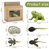 Mbrain5pcs Frog Growth Cycle with Flash Cards,Life Cycle Learning &