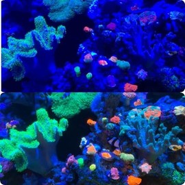 Red Sea ReefView Aquarium Reef UV Coral Viewing Glasses | Show Your Aquariums Amazing Colors Lens Filter for Professional Photography