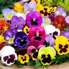 Seeds4planting - Seeds Viola Swiss Giant Mix (Purple, Red, Yellow,
