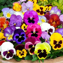 Seeds4planting - Seeds Viola Swiss Giant Mix (Purple, Red, Yellow, White, Black) Pansy Biennial Flower Non GMO