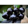 Black Pearl Hot Pepper Premium Seed Packet + More