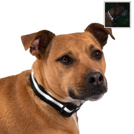 Blazin Brightest Light Up Dog Collars - The Original LED Dog Collar with 1,000 Feet of Visibility - USB Rechargeable Waterproof Dog Collar Light - Dog Lights for Night Walking - USA Brand