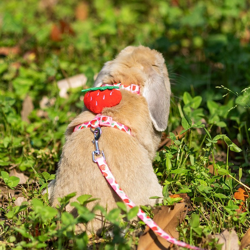 ORZECHKO Rabbit Harness and Leash - Adjustable Bunny Harness Escape