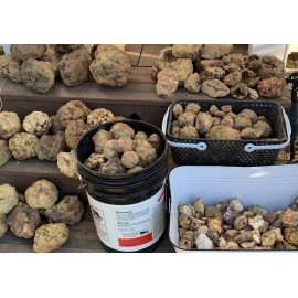 Fossilized Indiana Geode Quartz Crystal Crinoid Calyx Lot Of 40 Lb .25-10 Lbs.