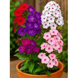 Phlox Drummondii Mix Seeds – Annual Flower (Phlox drummondii) | Heirloom, Non-GMO, Colorful Garden Bedding Flower