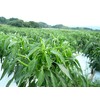 [Stimulating Blue, Spicy and Spicy, New Appearance!] Karami Kyushu Blue