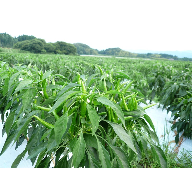 [Stimulating Blue, Spicy and Spicy, New Appearance!] Karami Kyushu Blue