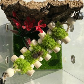 Heyshapeing Jumping Spider Rope Bridge, Handmade Solid Wood Climbing Suspension Bridge, Spider Jumping Platform, Decorative Accessory for Small Reptile Enclosures, Perfect for Jumping Spider Habitats