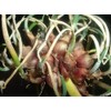 Heirloom Egyptian Walking Onions Prolific Reproducers NON GMO 20 Bulbils