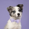 ARING PET Dog Collar, Cotton Lavender Bowtie Dog Collars, Adjustable