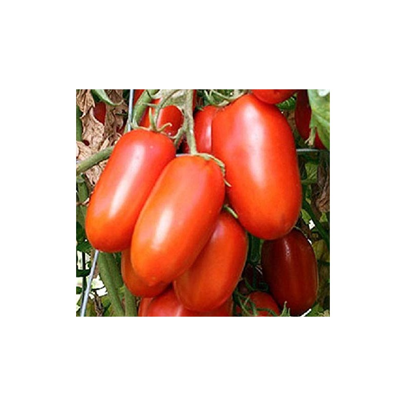 David's Garden Seeds Tomato Paste Roma Determinate 25 Non-GMO, Heirloom