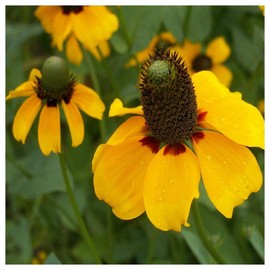 Everwilde Farms - 1 Lb Clasping Coneflower Native Wildflower Seeds - Gold Vault