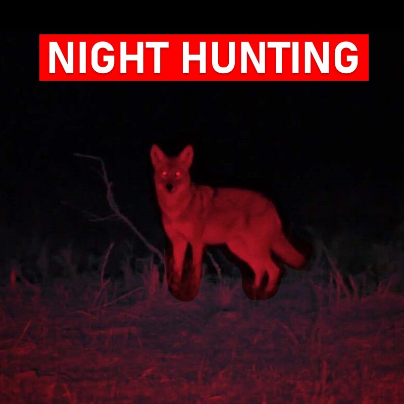 Red LED Flashlight - Single Mode Adjustable Focus Flashlights for