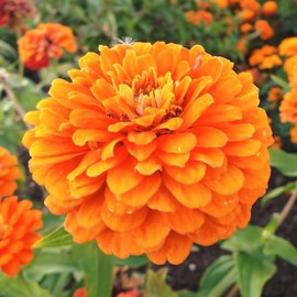 TomorrowSeeds - Orange King Zinnia Seeds - 600+ Count - for 2025 Planting California Giants Zinnia Elegans Cut and Come Again Oriole Coral Salmon Flower Grow Your Own Home Farm Patio Healthy