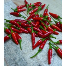 Southeast Seeds Pequin Chili Pepper Seeds, Piquin, Bird Pepper, Compact Spicy Chili, FREE SHIP - 2000 Seeds or 1/2 OZ