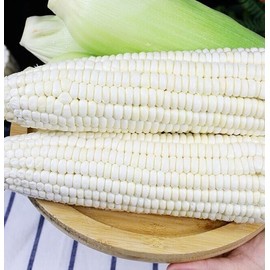 Nygardenia 50pcs Sweet White Corn Seeds - Heirloom, Sweet, Open-Pollinate