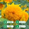 Dwarf Sunflower Seeds for Planting - Grow Teddy Bear Sun