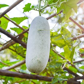 Gourd Seeds - Oblong - 4 Oz ~1800 Seeds - Non-GMO, Heirloom - Vegetable Garden