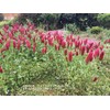 Fukkaen Seedlings 211994 Crimson Clover Seedlings, 0.3 gal (1 L)