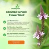 Outsidepride Common Verbena Seeds for Planting - 2000 Pcs. Annual,